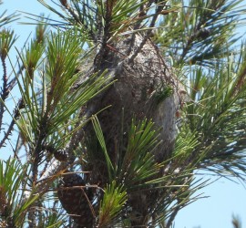 Enlèvement des cocons de processionnaires du pin